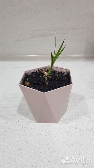 Пальма драцена