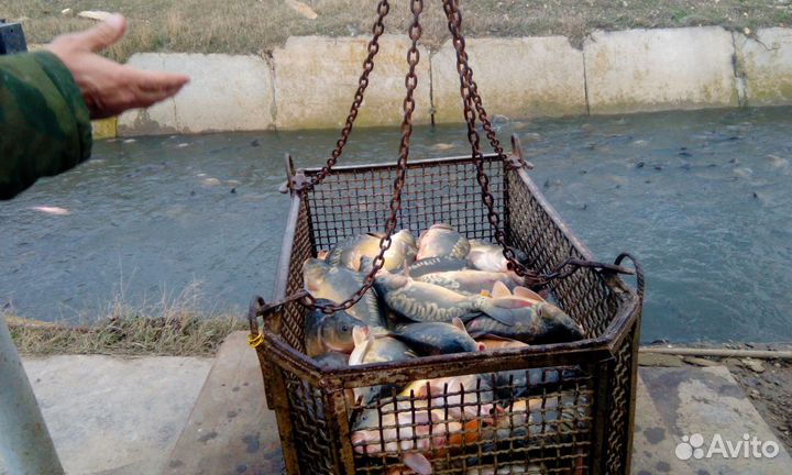 Продаю пруд