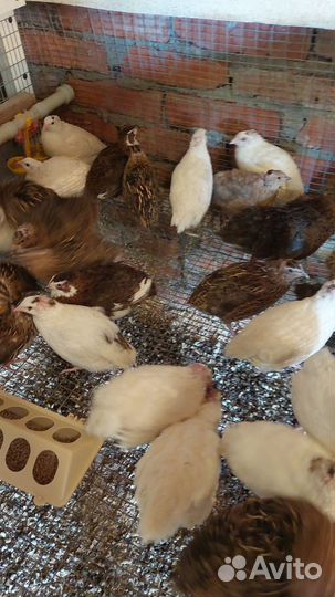 Перепелки несушки