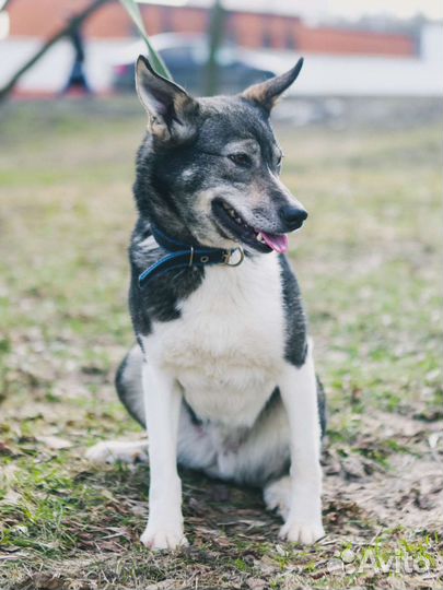 Тоскует в одиночестве