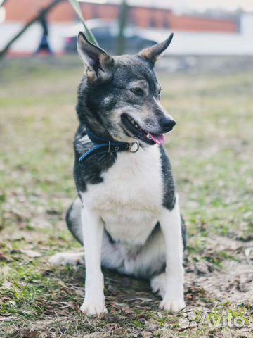 Тоскует в одиночестве