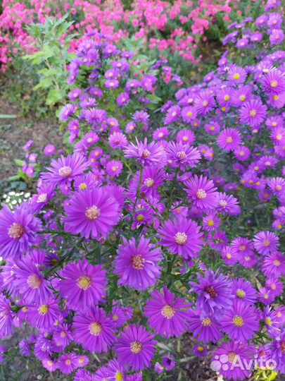 Астра альпийская и хризантемы