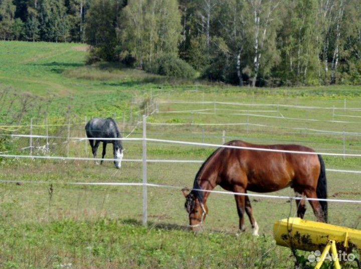 Электропастух
