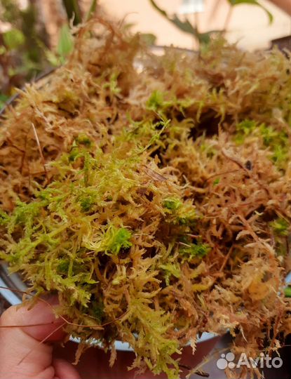 Мох сфагнум, Кокосовые чипсы. Конский навоз