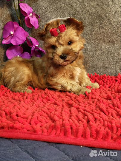 Щенки русская салонная золотая йорк бивер