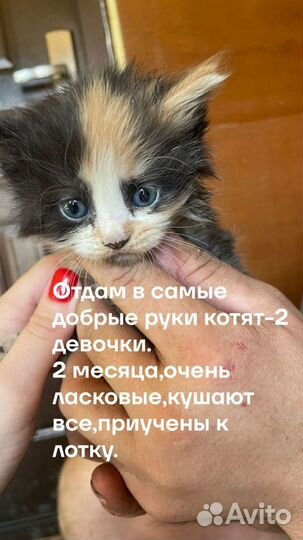 Котята в добрые руки бесплатно девочка