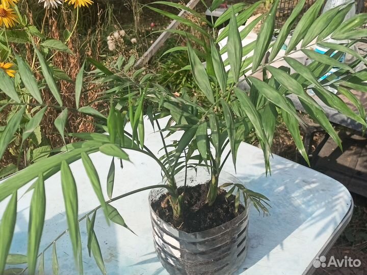 Пальма комнатная Хамедорея изящная 4годовалая