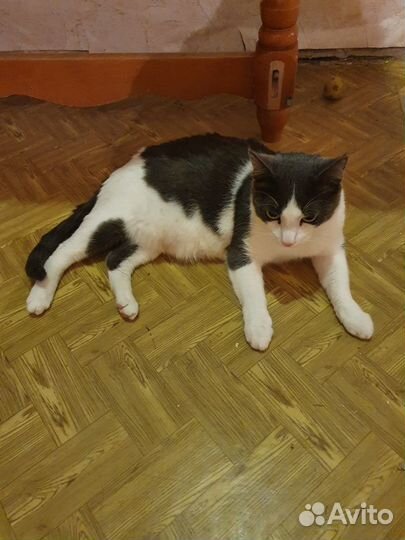 Красивый Маркиз в добрые руки