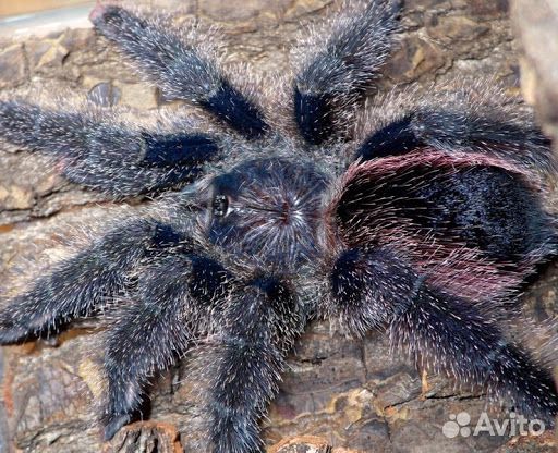 Паучки-птицееды