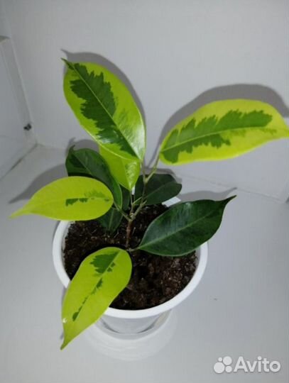 Фикус Бенджамин пестролистные