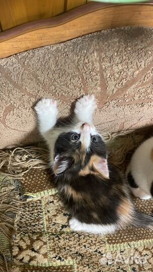 Котята в добрые руки даром