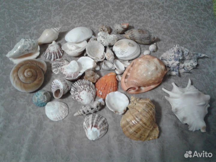 Коллекция морских ракушек