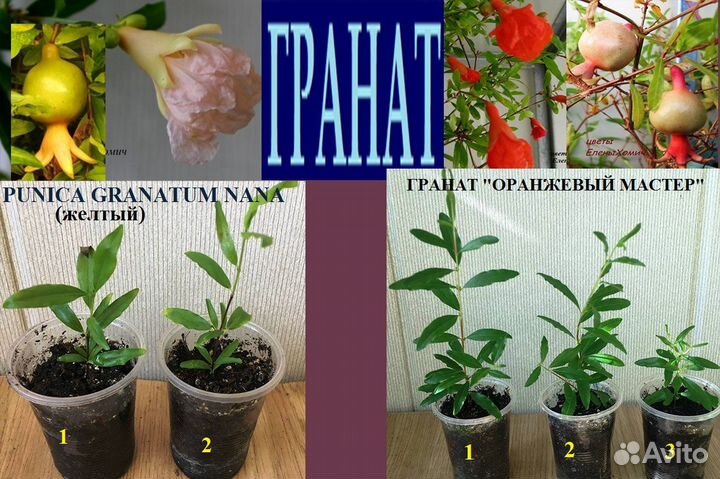 Карисса,кофе,мирт,лайм,лимон,гранат,метросид,мурай