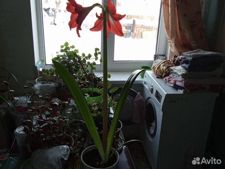 Гиппиаструм