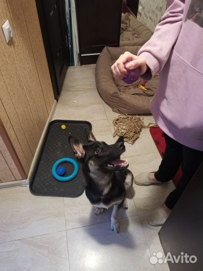 Собака в добрые руки