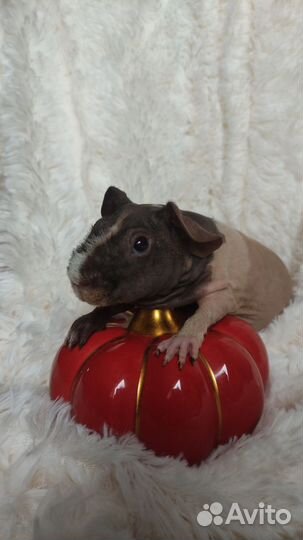 Морская свинка скинни девочка