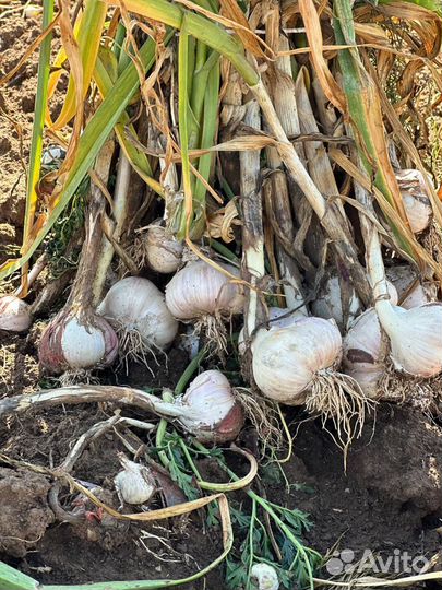 Озимый чеснок от 50кг