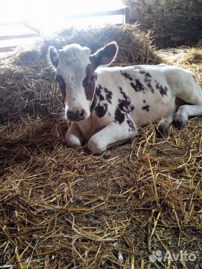 Корова стельная дойная и тёлочка Айширка