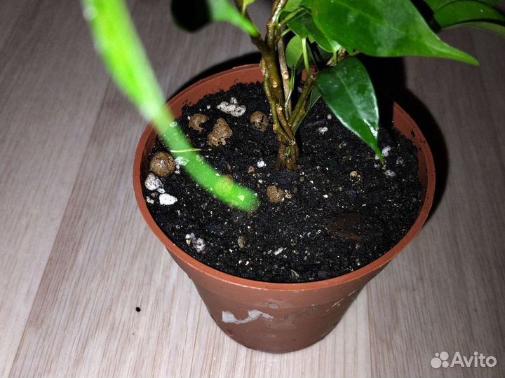 Фикус бенджамина Наташа