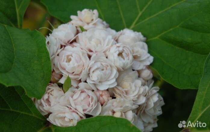 Клеродендрум