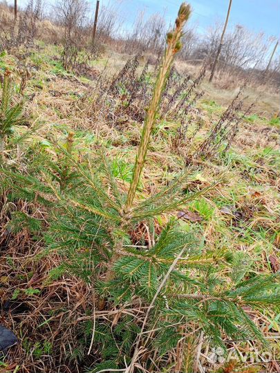 Саженцы ëлок