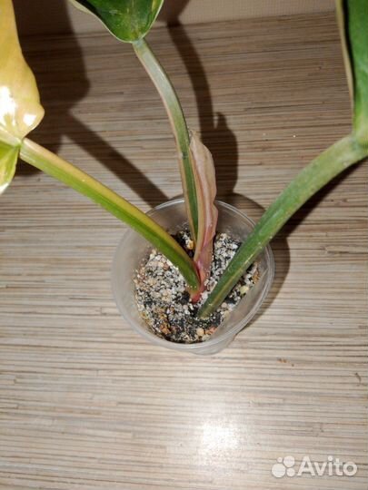 Филодендрон карамель