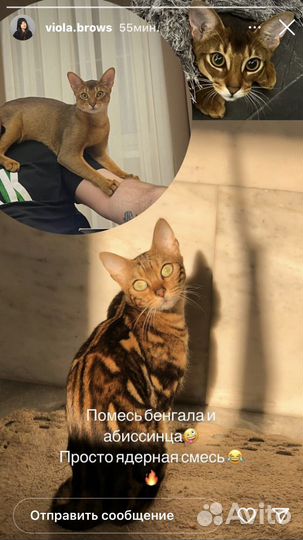 Абесинская кошка