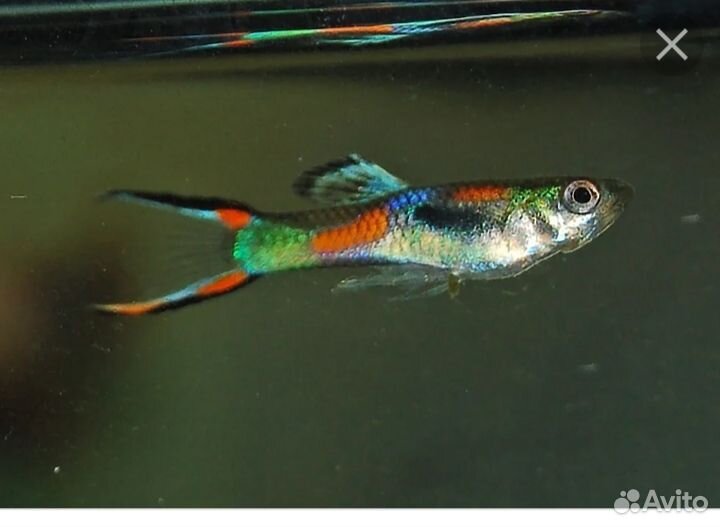Аквариумные рыбки гуппи