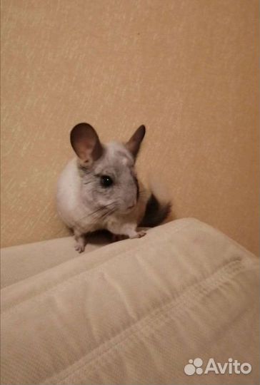 Передержка Ваших питомцев