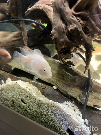 Попугай альбинос