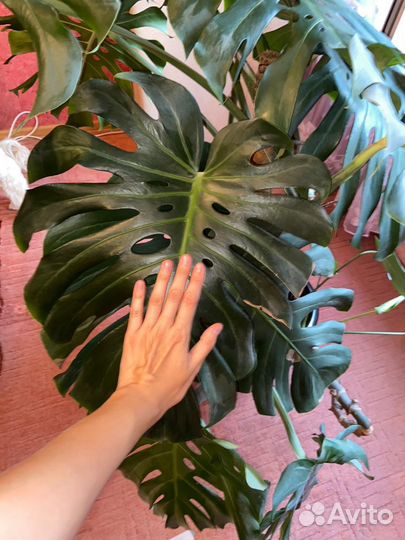 Монстера с керамическим кашпо