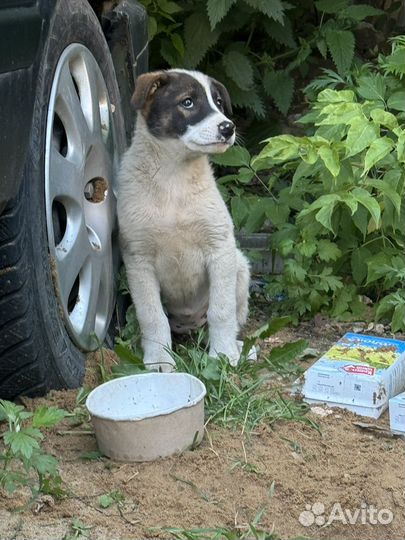 Ласковая девочка щенок ищет родителей