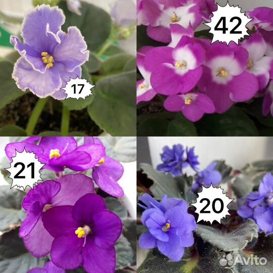 Фиалки набор 34 сорта