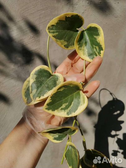 Вечнозелёные почвопокровники. Только по Крыму