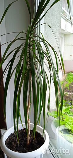 Драцена - хит сезона