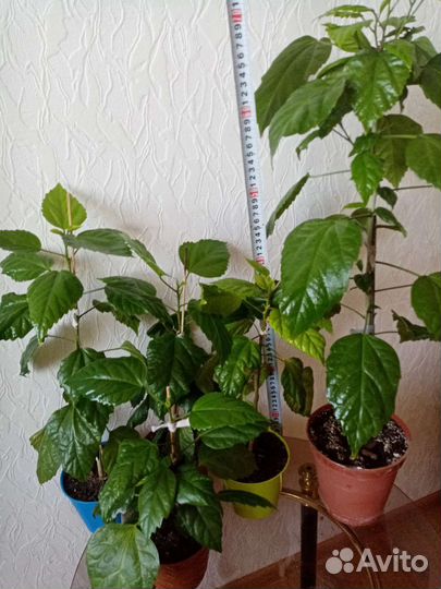 Пальма. Гибискус.Бегония. Сциндапсус Крассула