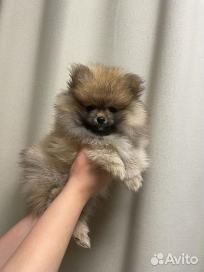 Померанский шпиц. Мальчик