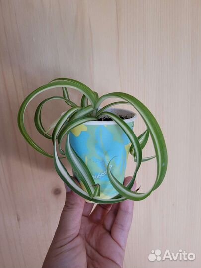 Хлорофитум бонни