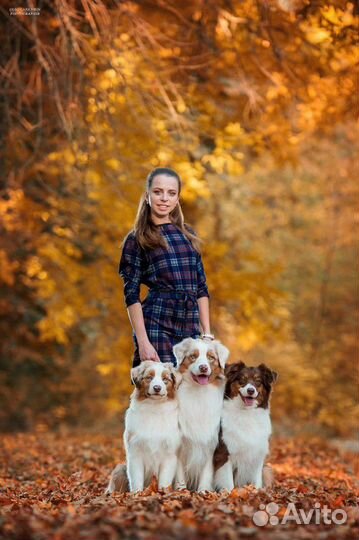 Дрессировка собак, выгул, подготовка к выставкам