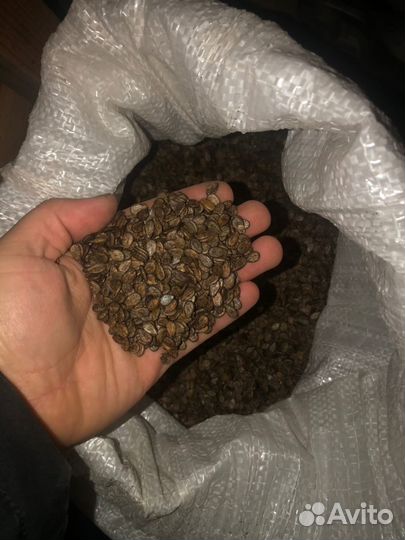 Семена арбуза