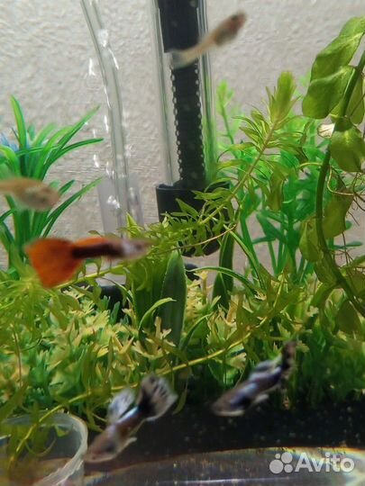 Украшения для аквариума