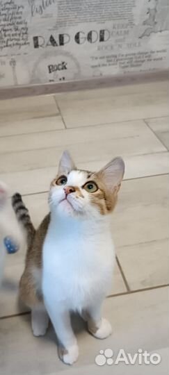 Котик в добрые ручки