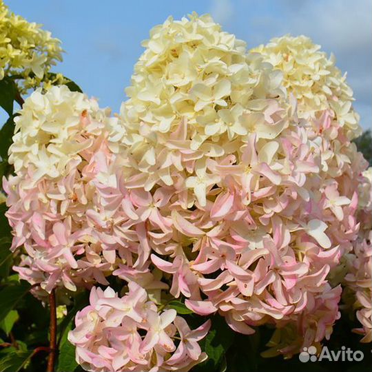 Гортензия метельчатая скайфолл,черенки