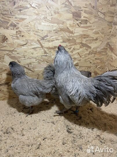 Инкубационное яйцо амераукана лаванда