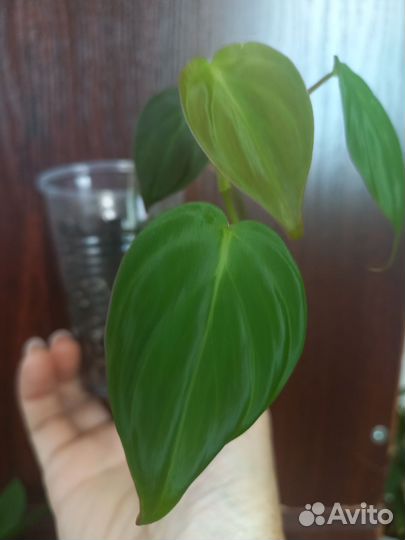 Филодендрон 