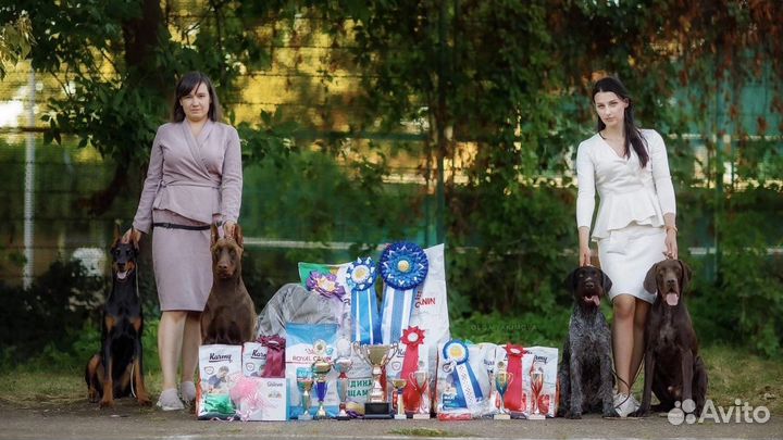 Услуги Хендлера, Хендлинг, Выставочная подготовка