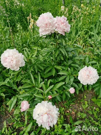 Цветы пионы