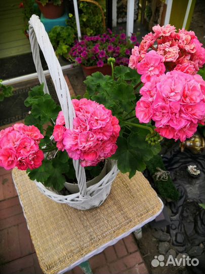 Пеларгонии сортовые