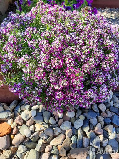 Вегетативные черенки