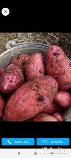 Картофель крупный красный и желтый